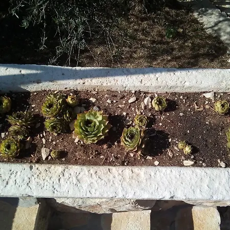 House Sardelic Prigradica